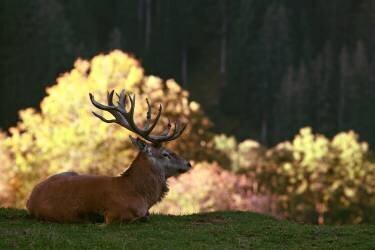Fight break (Gerhard Weis) - Muzeo.com