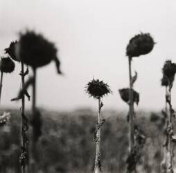 finales 9 (Joachim Richau) - Muzeo.com