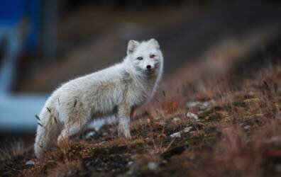 Fjellrev (Giovanni Venier) - Muzeo.com