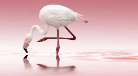 Flamingo (Doris Reindl) - Muzeo.com