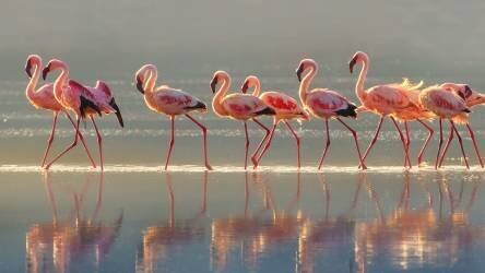 Flamingo (Phillip Chang) - Muzeo.com