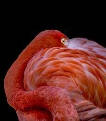 Flamingo (Chris Coenders) - Muzeo.com