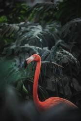 Flamingo (Dayvee) - Muzeo.com