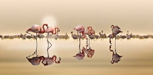 Flamingos (Nasser Osman) - Muzeo.com