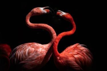 Flamingos (Eiji Itoyama) - Muzeo.com