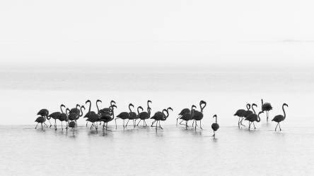 Flamingos (Joan Gil Raga) - Muzeo.com