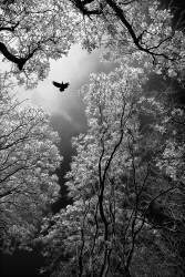 Flight (Goran Stamenkovic) - Muzeo.com