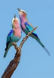 Flirting Rollers (Alessandro Catta) - Muzeo.com