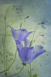 Floral (Greetje van Son) - Muzeo.com