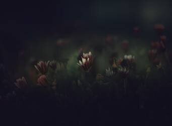 Flores (Jose Antonio Sanchez) - Muzeo.com