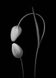 Flowers Love (Tony Xu) - Muzeo.com