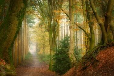 Following Fog (Ellen Borggreve) - Muzeo.com