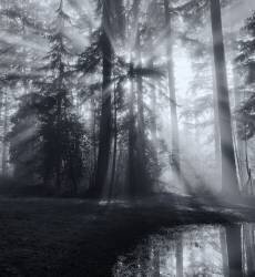 Forest (Leon U) - Muzeo.com