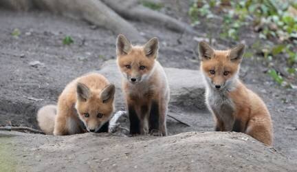 Fox (Qing Li) - Muzeo.com