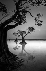 Framing (Angela Muliani Hartojo) - Muzeo.com