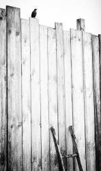 Freed (Jurgen Hartlieb) - Muzeo.com