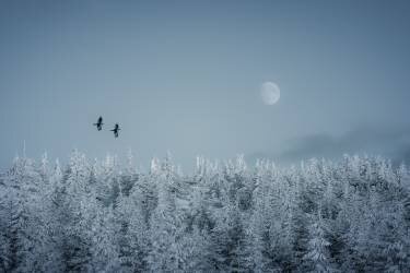 Frozen moon (Daniel Mirlea) - Muzeo.com