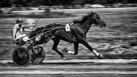 Full trotting (Mihai Ian Nedelcu) - Muzeo.com