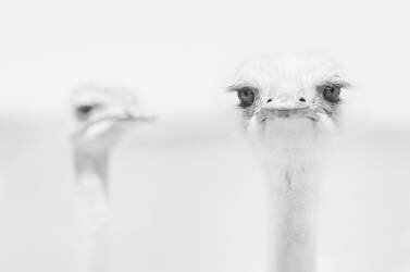 Funny ostrich (Carlo Tonti) - Muzeo.com