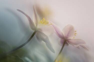 Gentle (Anton van Dongen) - Muzeo.com