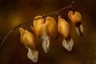 Glocken (Çiçek Kıral) - Muzeo.com