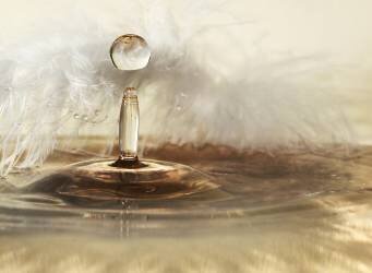 Golden featherdrops (Heidi Westum) - Muzeo.com