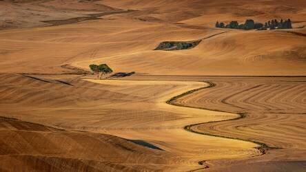Golden Palouse (James Cai) - Muzeo.com