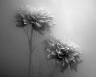 Gossamer Flowers (Gary Perlow) - Muzeo.com