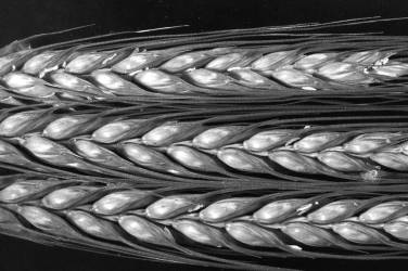 Grass seed head (Jim Occi) - Muzeo.com