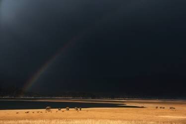 Grasslands (Swapnil) - Muzeo.com