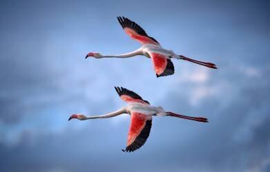 Greater Flamingos (Xavier Ortega) - Muzeo.com