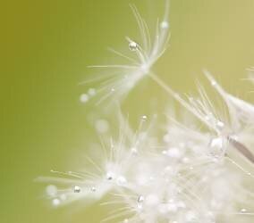 Green (Hilde Ghesquiere ) - Muzeo.com