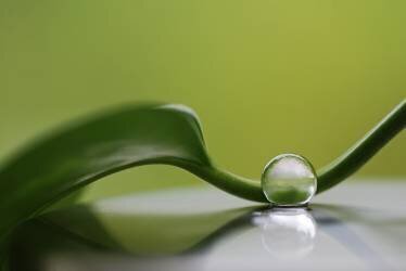 Green harmony (Heidi Westum) - Muzeo.com