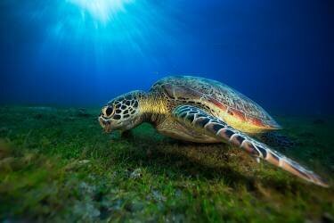 Green turtle (Gabriel Barathieu) - Muzeo.com