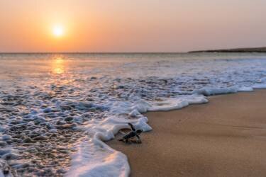 Green Turtle (Haitham al Farsi) - Muzeo.com