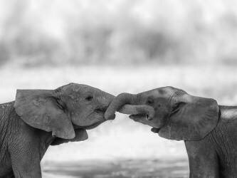 Greetings (Jaco Marx) - Muzeo.com