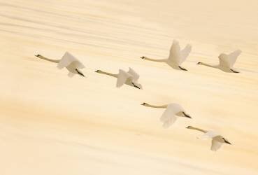 Group Dancing (Feng Qin) - Muzeo.com