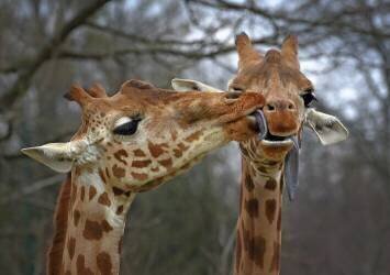 Happy Valentine (Michel Romaggi) - Muzeo.com