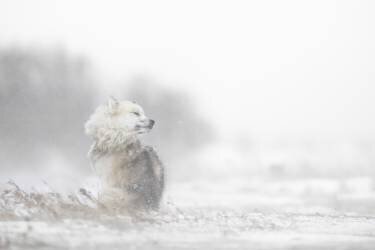 Hard times (Marco Pozzi) - Muzeo.com