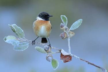 Hard winter (Andres Miguel Dominguez) - Muzeo.com