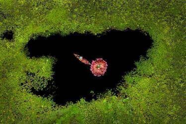 Harvesting Waterlily (Sujon Adikary) - Muzeo.com