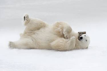 Having fun (Marco Pozzi) - Muzeo.com