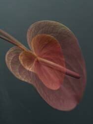 Heart 2 (Donatella Basso) - Muzeo.com