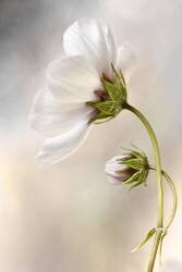 Heavenly Cosmos (Mandy Disher) - Muzeo.com