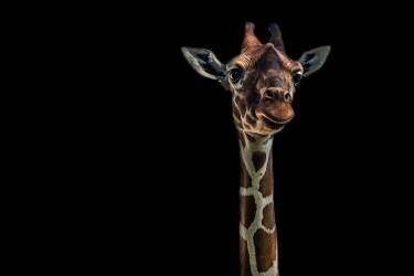 Hello (Branko Markovic) - Muzeo.com