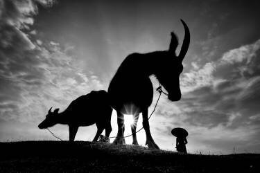 Herding Buffalos (Gatot Herliyanto) - Muzeo.com