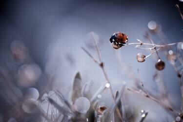 High Diving (Fabien Bravin) - Muzeo.com