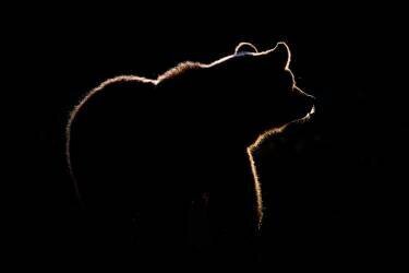 Highlight (Gorazd Golob) - Muzeo.com