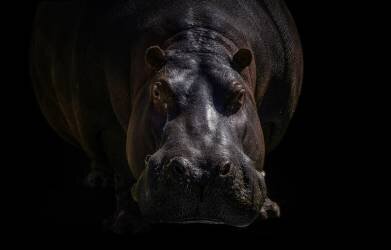 Hippo (Jealousy) - Muzeo.com