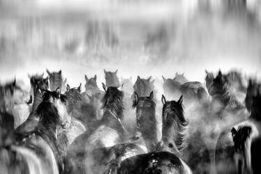 Horses (Gilcan Mete) - Muzeo.com